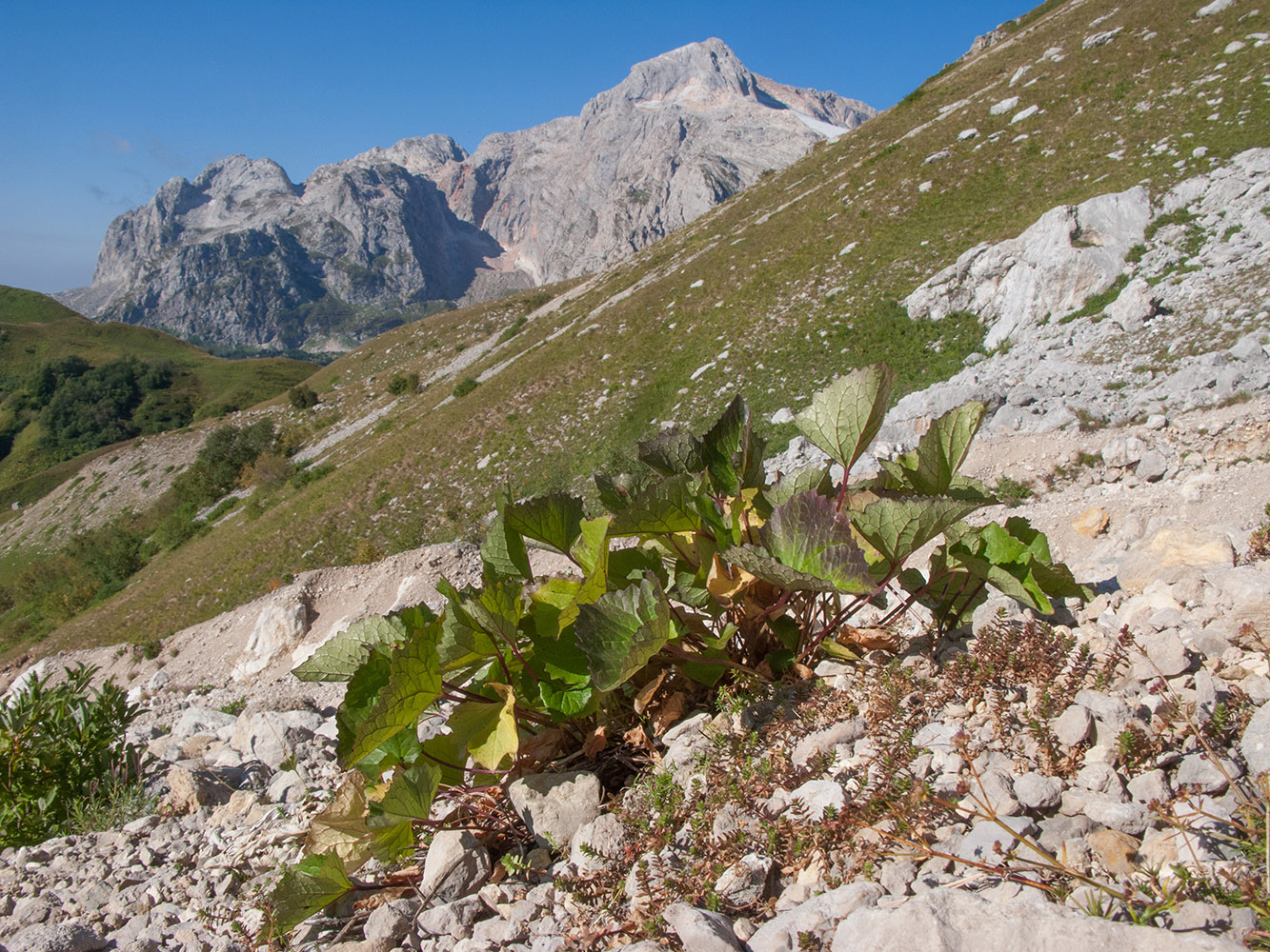 Изображение особи Valeriana alliariifolia.