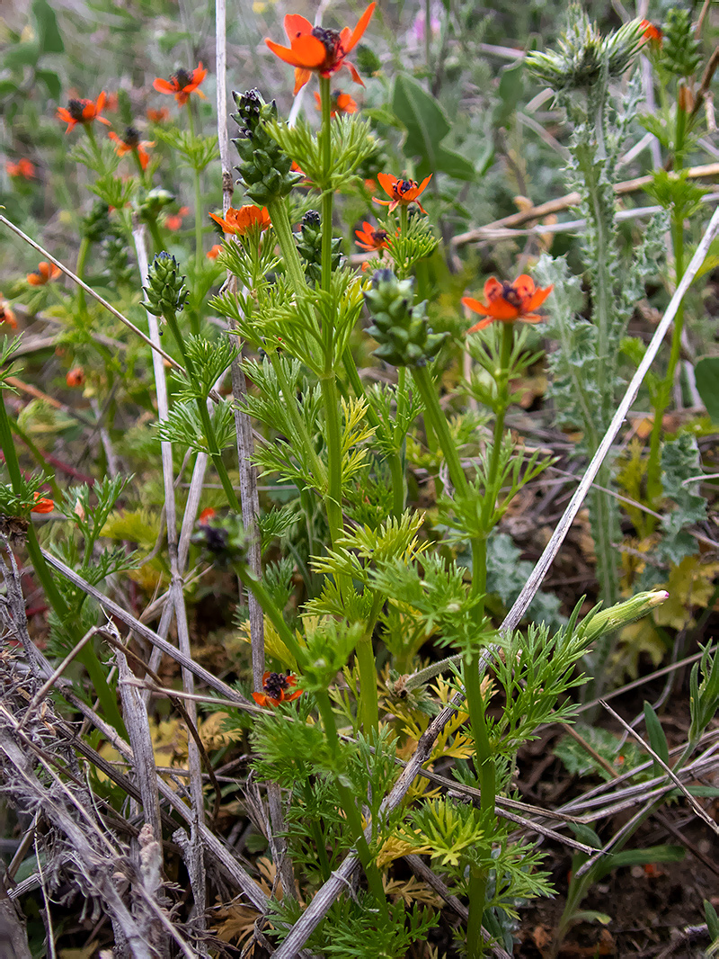 Image of Adonis flammea specimen.