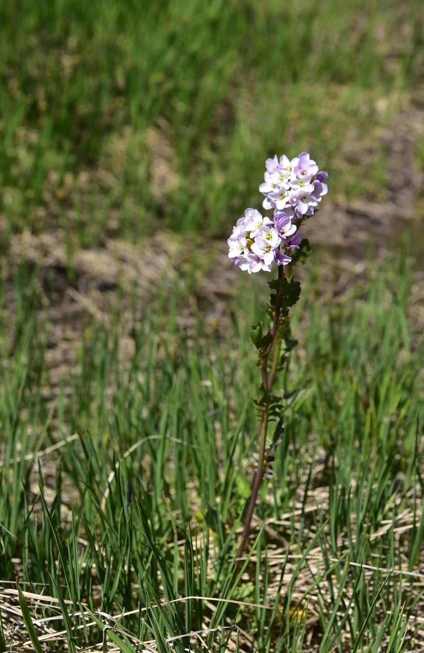 Изображение особи Cardamine seidlitziana.