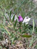 Vicia lathyroides