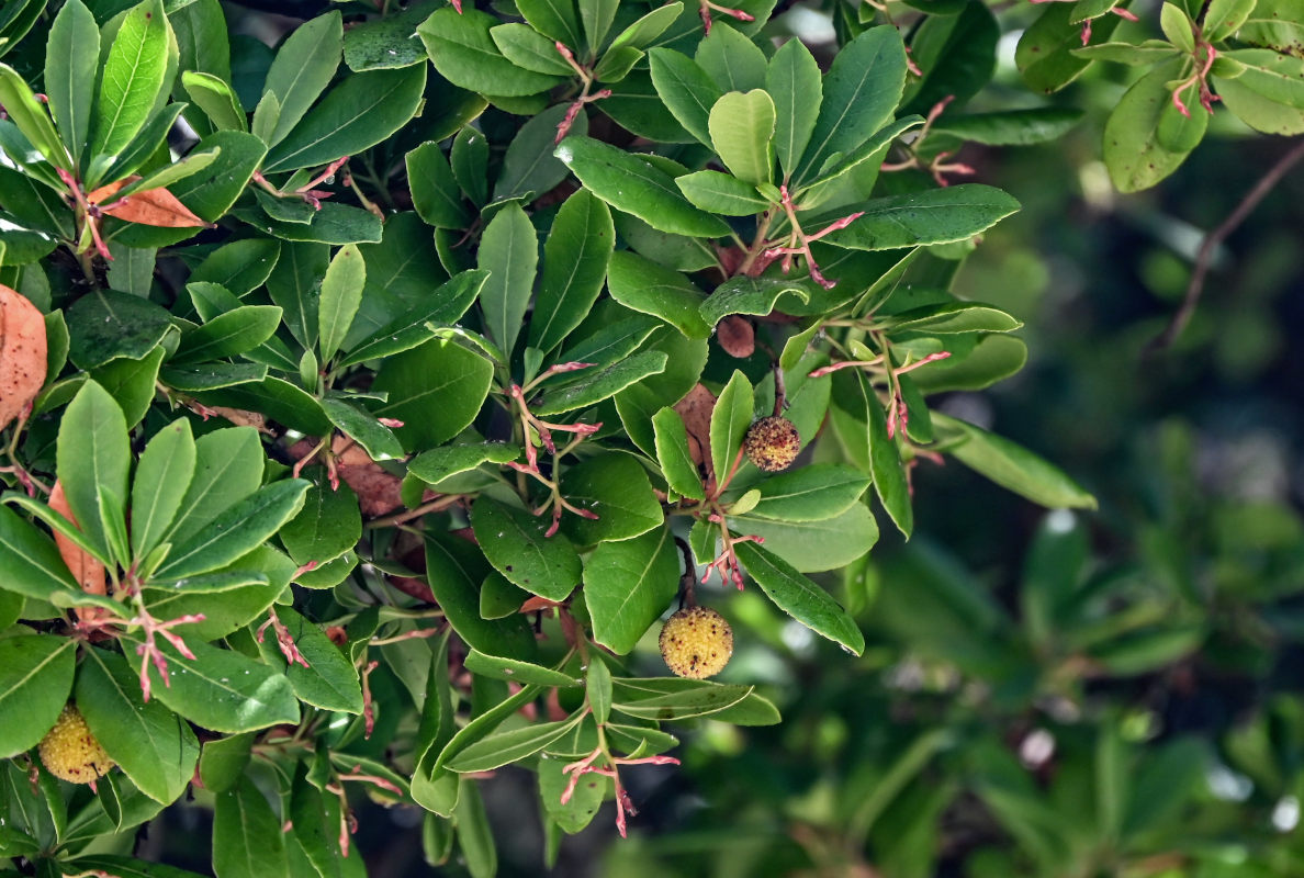 Image of Arbutus unedo specimen.