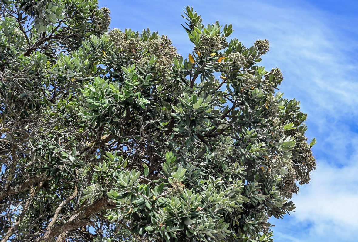 Image of Metrosideros excelsa specimen.