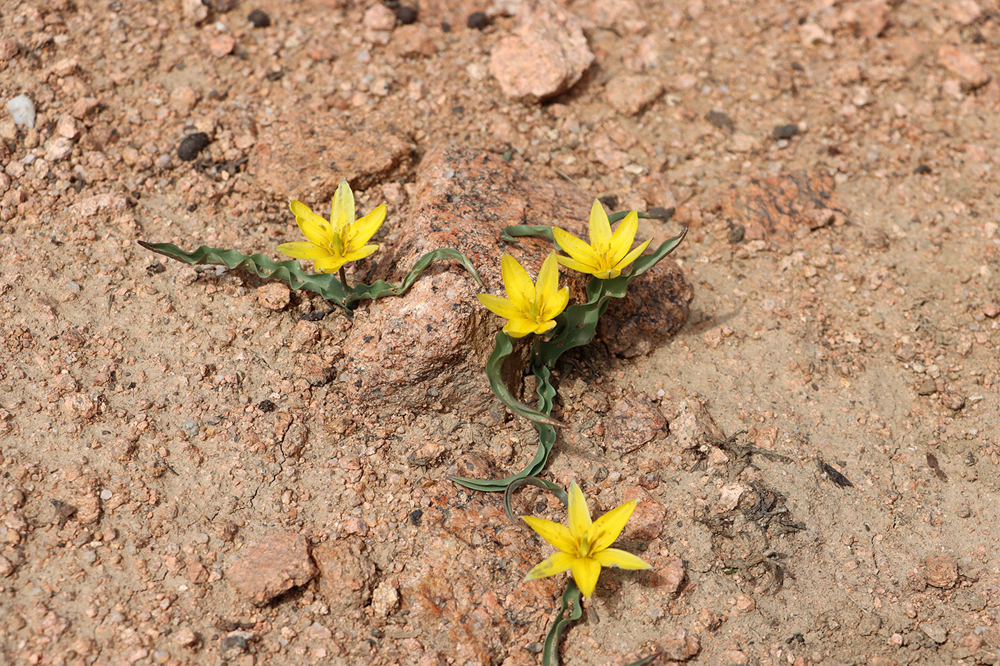 Image of Tulipa dasystemon specimen.