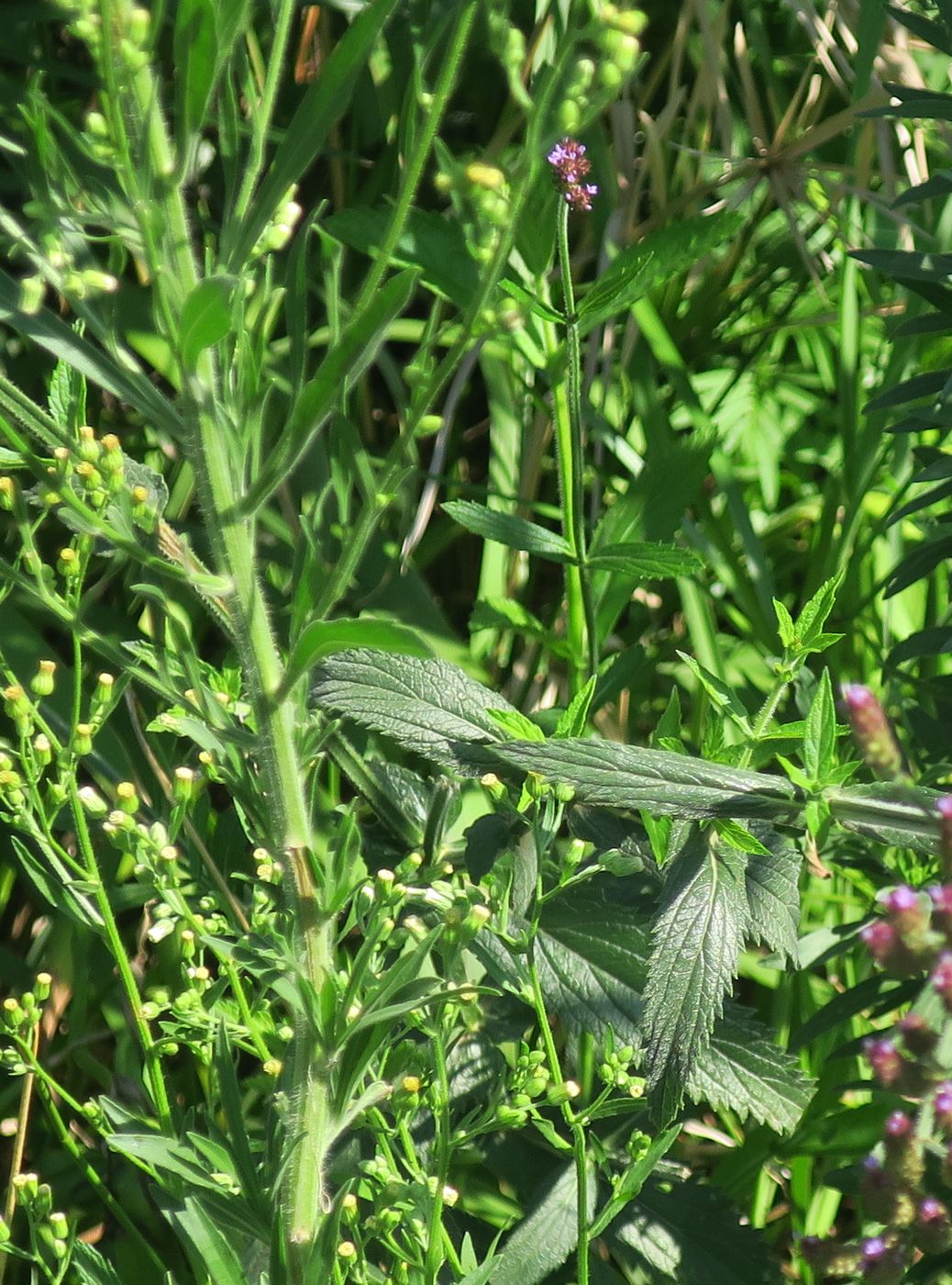 Изображение особи Verbena brasiliensis.