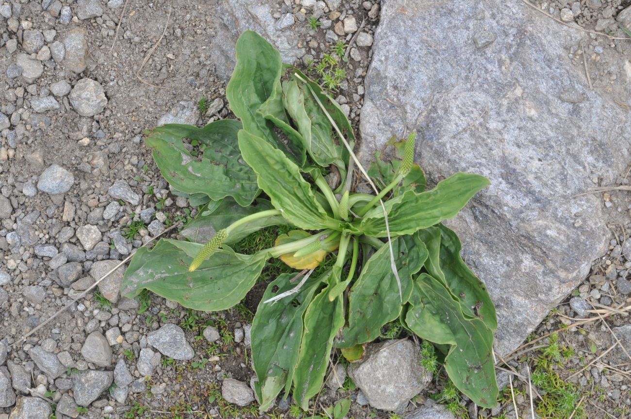 Image of Plantago major specimen.