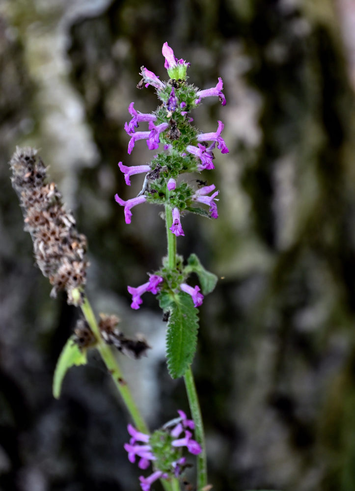 Изображение особи Betonica officinalis.