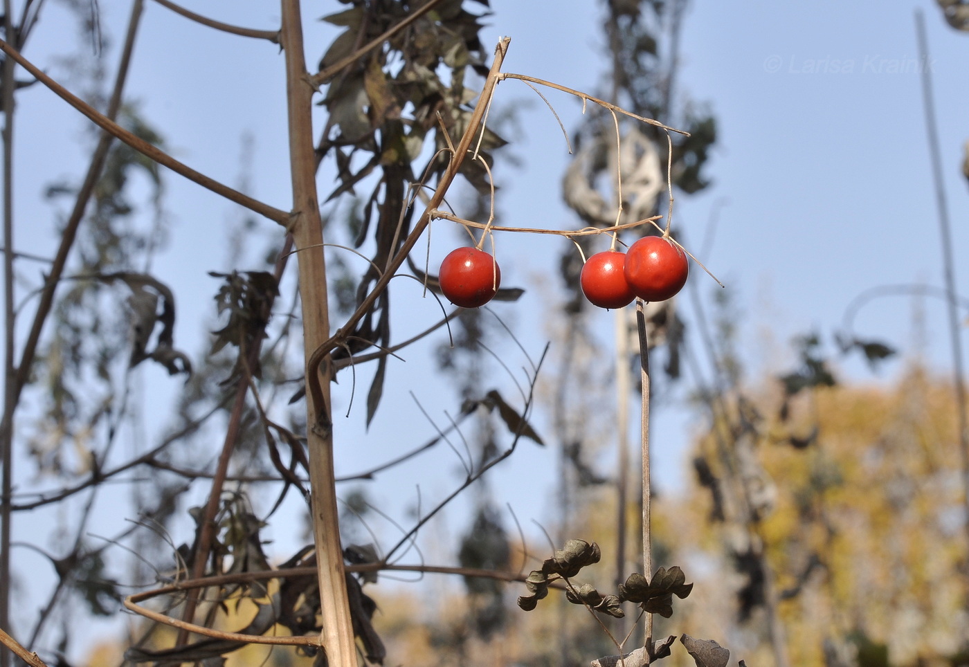 Изображение особи Asparagus oligoclonos.