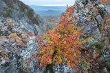 unknown species. Плодоносящее растение в осенней окраске. Приморский край, Партизанский р-н, хр. Чандолаз (Лозовый), скала. 14.10.2025.
