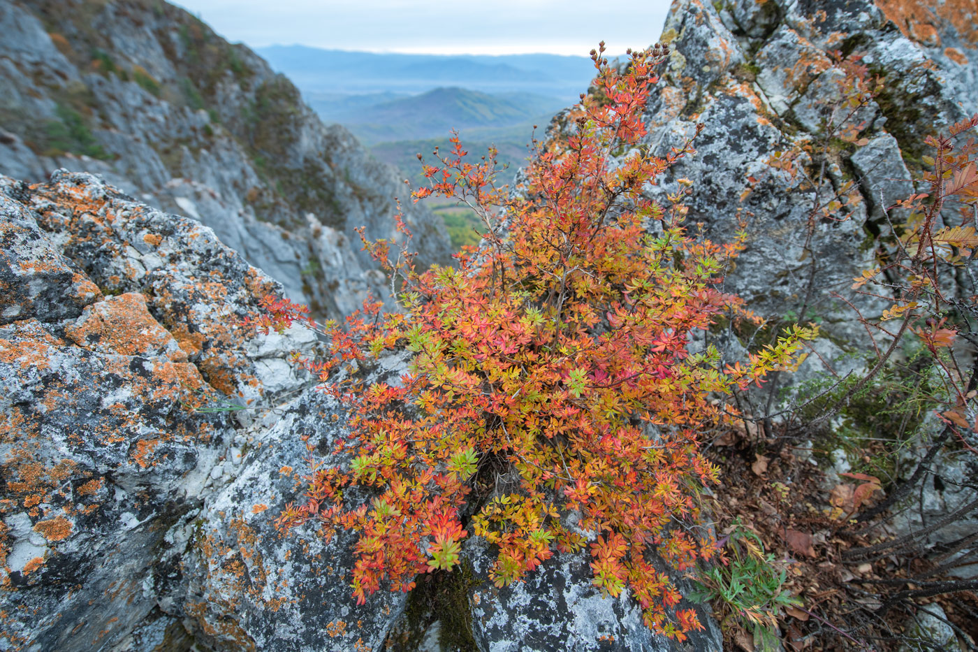 Image of Unknown species specimen.