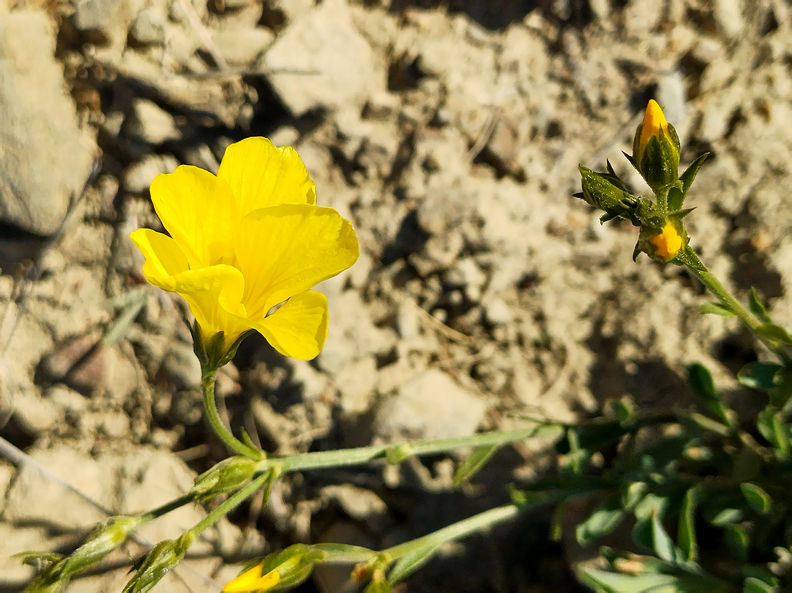 Изображение особи Linum pallasianum.