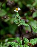 Bidens pilosa