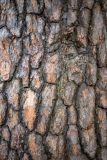 Pinus densiflora