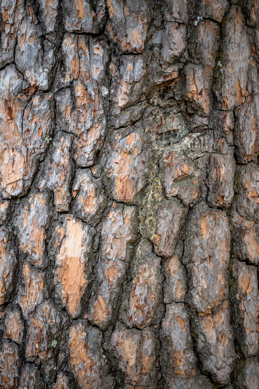 Image of Pinus densiflora specimen.