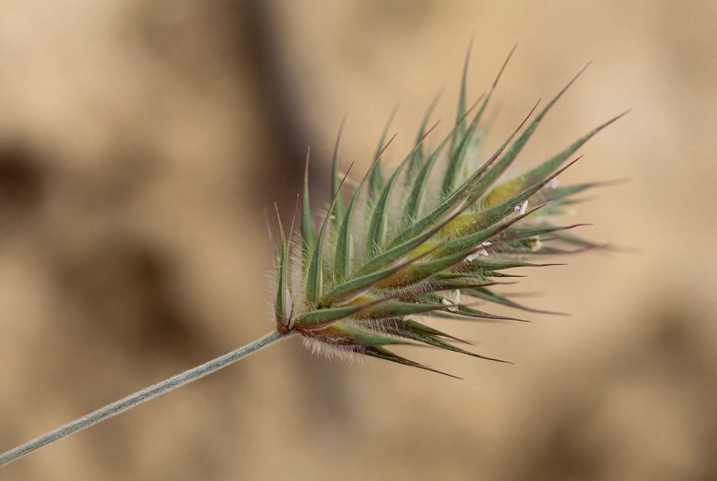 Image of Eremopyrum orientale specimen.