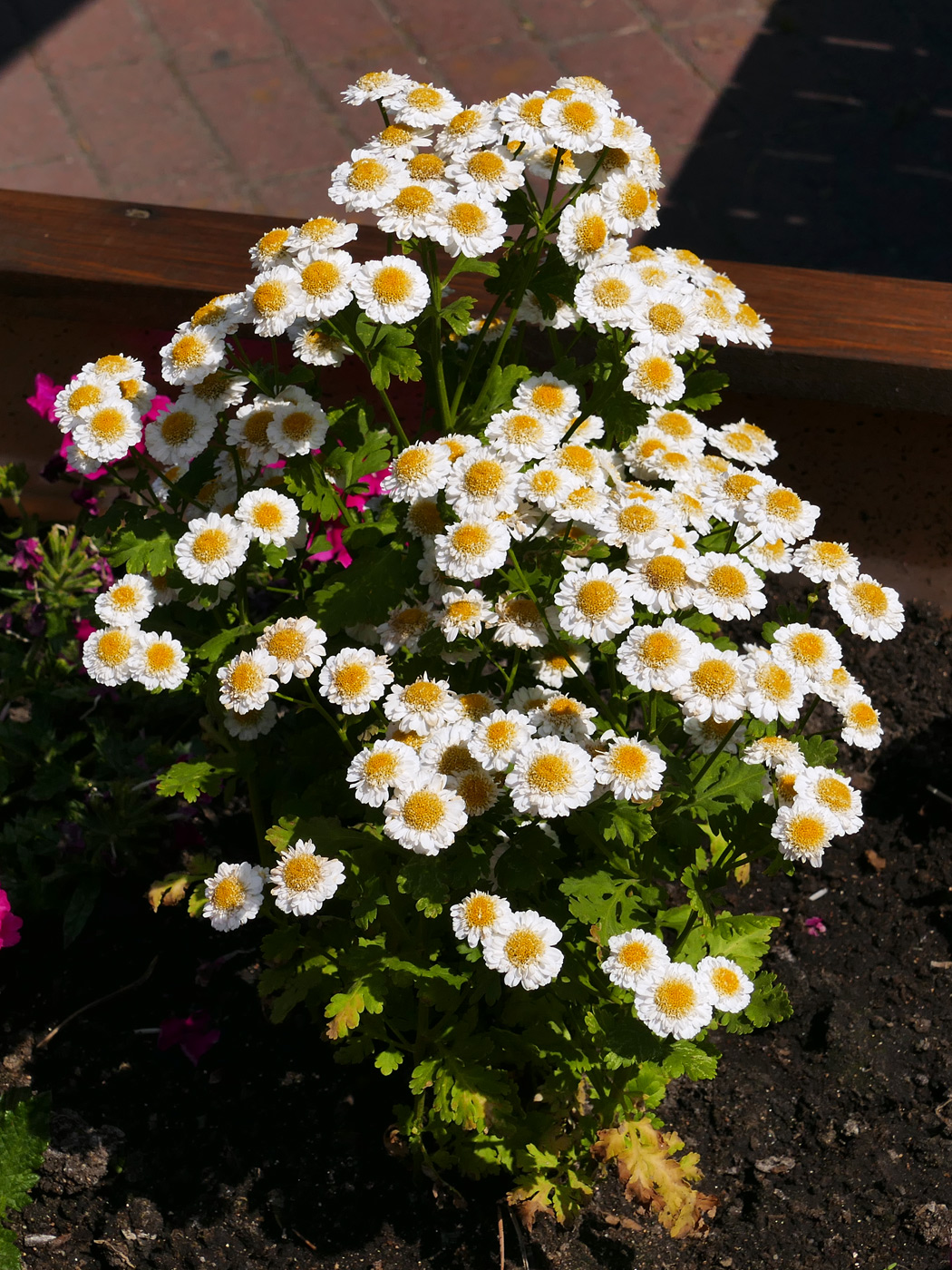 Image of Pyrethrum parthenium specimen.