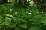 Cypripedium guttatum. Цветущие растения. Томская обл., Томский р-н, окр. села Курлек. Разнотравье в смешанном лесу. 13.06.2026.