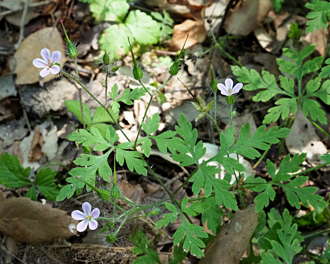 Изображение особи Geranium robertianum.