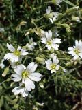 Cerastium arvense. Верхушка цветущего побега. Хабаровский край, Комсомольский р-н, с. Верхняя Эконь, берег р. Амур, у подножия сопки. 02.06.2026.