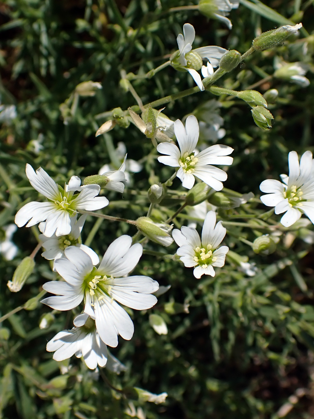 Image of Cerastium arvense specimen.