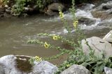 Verbascum macrocarpum