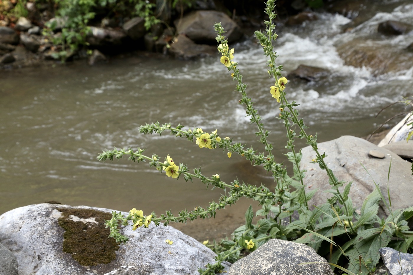 Изображение особи Verbascum macrocarpum.