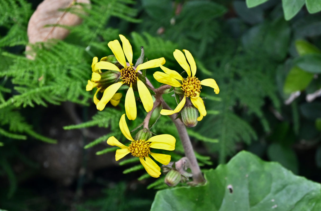 Image of Farfugium japonicum specimen.