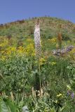 genus Eremurus. Цветущее растение. Таджикистан, Гиссарский хр., дол. р. Зидды, стационар Сияку, ≈ 2450 м н.у.м., крупнотравный луг. 25 июня 2026 г.