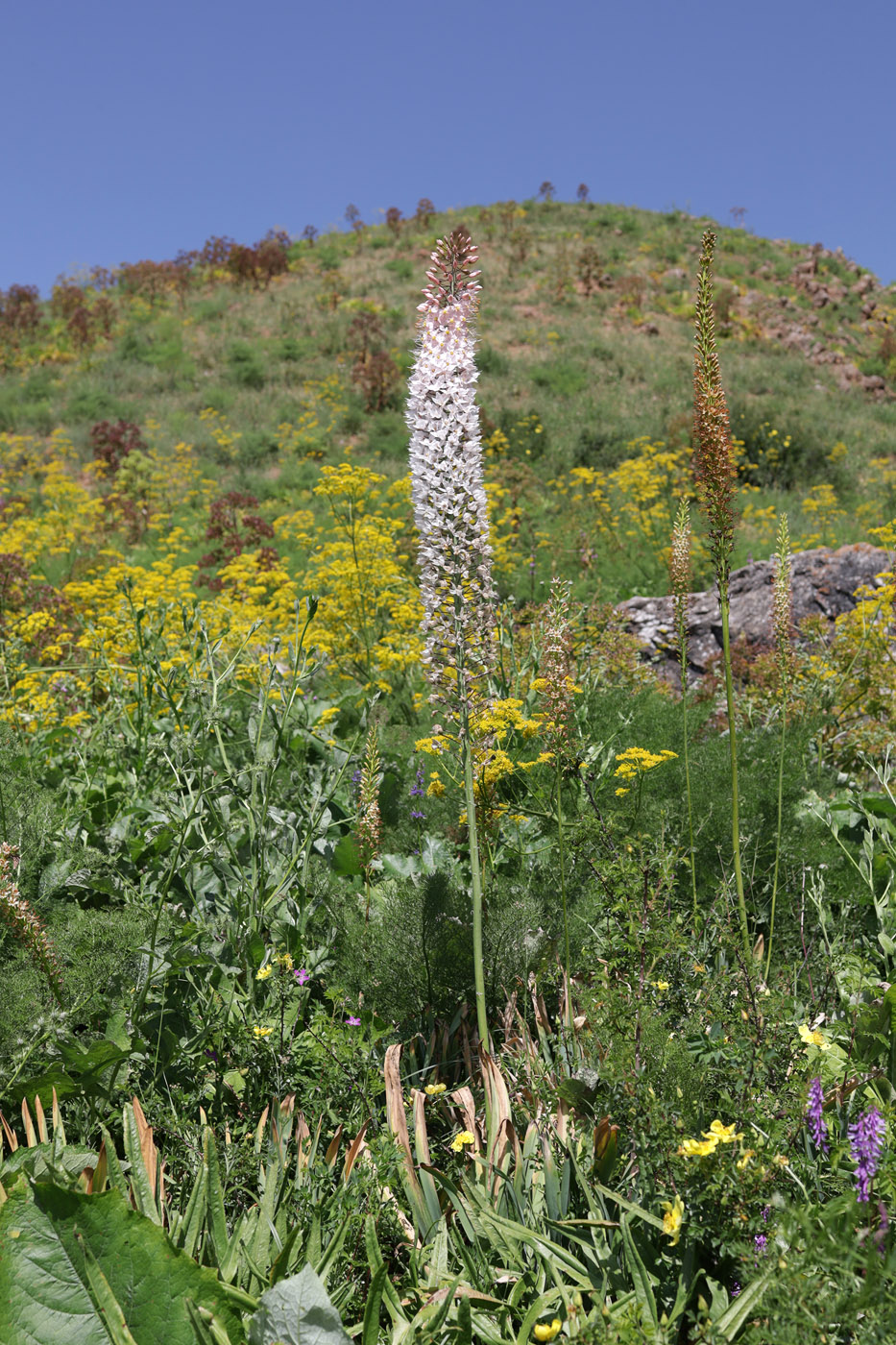 Image of genus Eremurus specimen.
