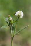 Trifolium montanum. Верхушка цветущего растения. Республика Татарстан, окр. с. Камское Устье, дол. р. Волга, хвойно-широколиственный лес (с Pinus, Quercus, Ulmus, Acer), обочина грунтовой дороги. 01.06.2026.