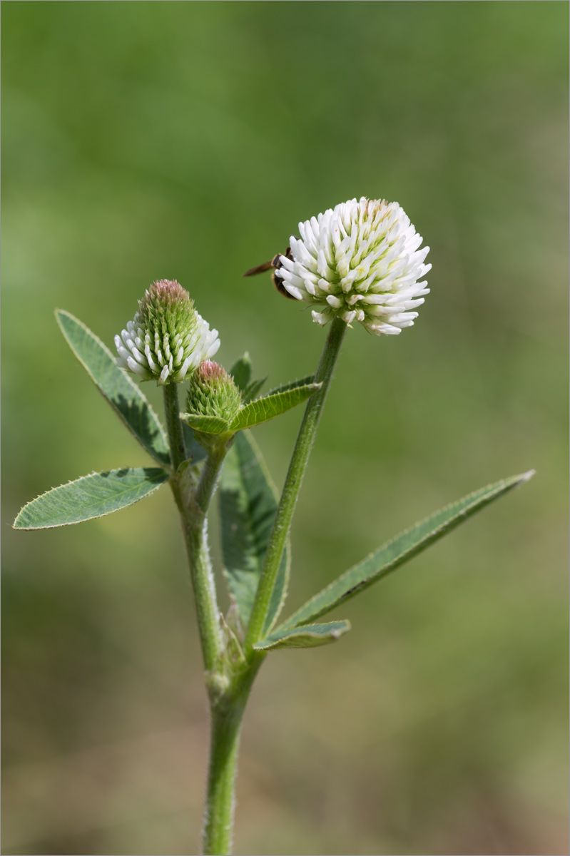 Image of Trifolium montanum specimen.