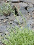 Anaphalis roseoalba. Верхушки побегов с развивающимися соцветиями, одно из которых поражено тлёй. Таджикистан, Горно-Бадахшанская автономная обл., Рушанский р-н, хр. Музкол, окр. Сарезского оз., Усойский завал, каменистый склон. 26 июня 2026 г.