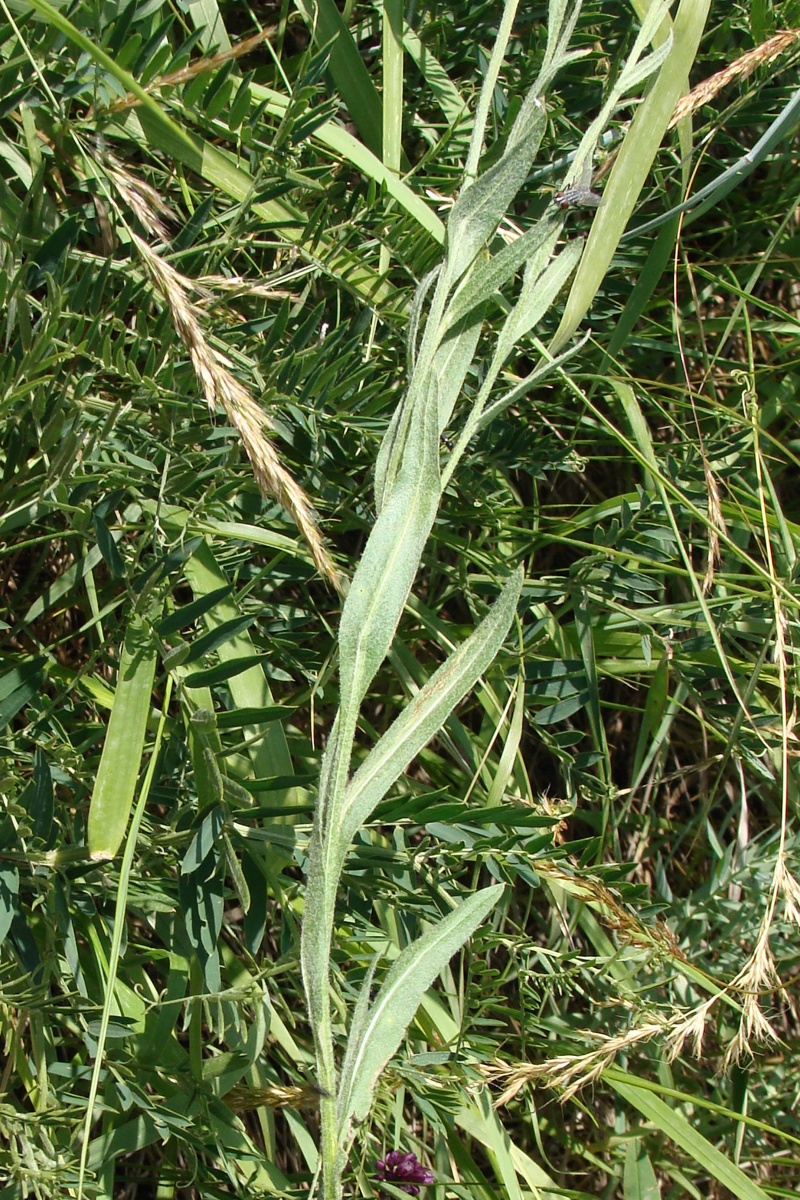 Изображение особи род Centaurea.