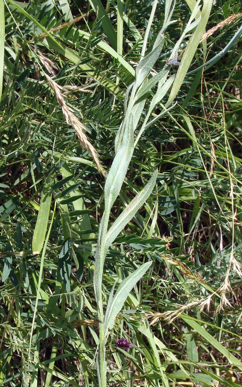 Изображение особи род Centaurea.
