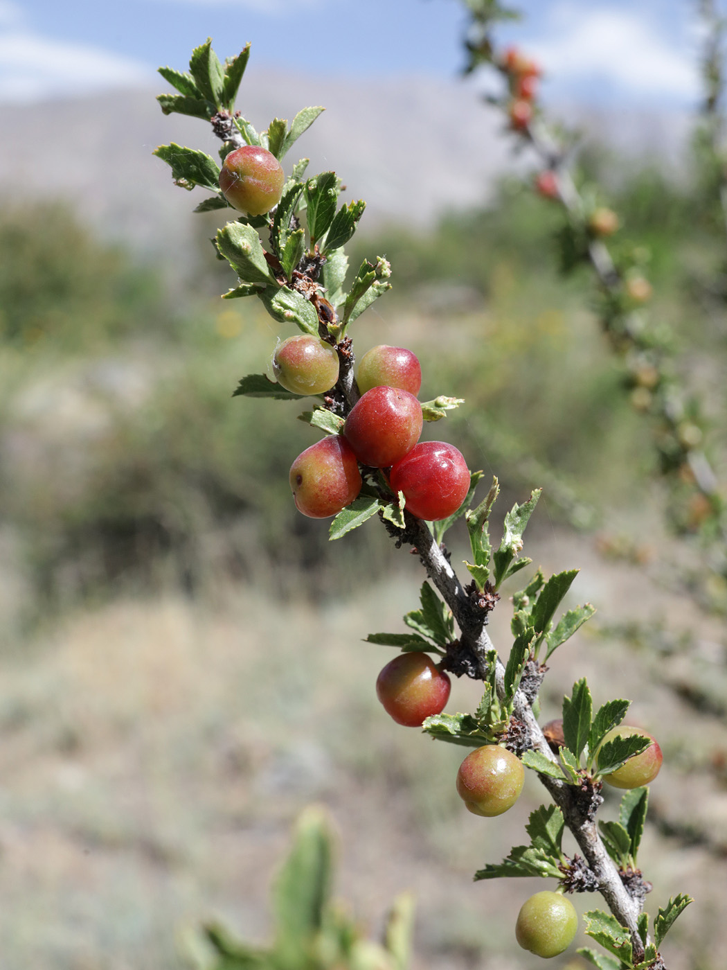 Image of Cerasus tianshanica specimen.