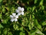 genus Geranium. Цветки и бутонизирующие соцветия. Турция, ил Артвин, р-н Юсуфели, окр. дер. Дамлаташ, выс. 1925 м н.у.м., луг. 13 июня 2026 г.