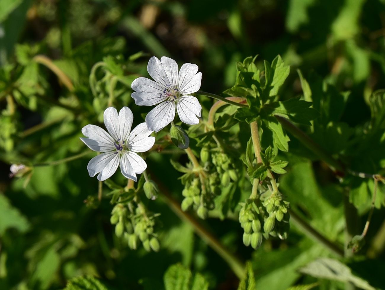 Изображение особи род Geranium.