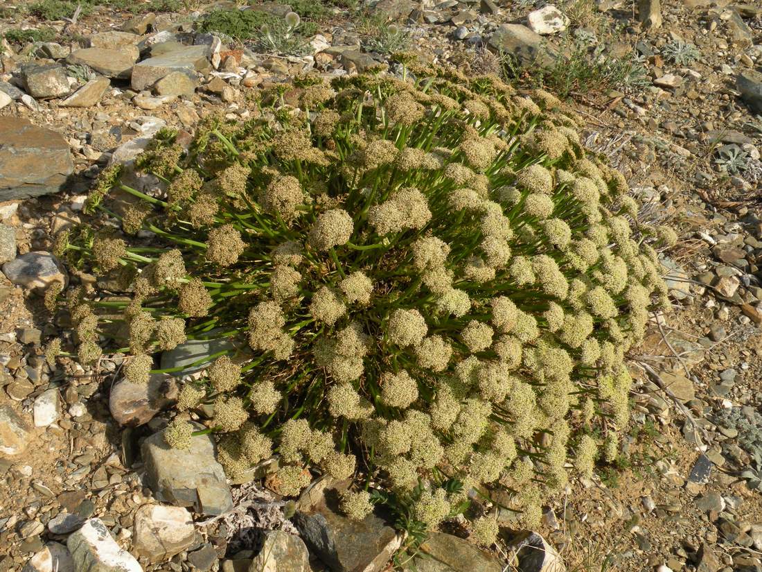 Изображение особи Ferulopsis hystrix.