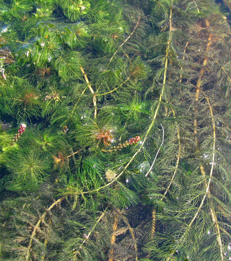 Image of Myriophyllum sibiricum specimen.