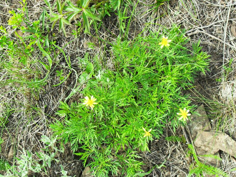 Image of Adonis volgensis specimen.