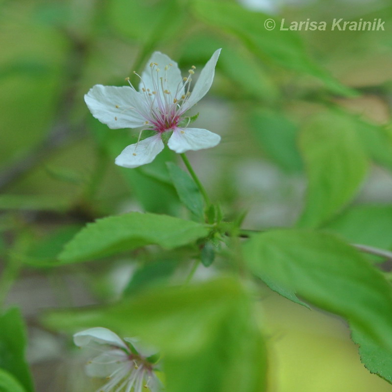 Изображение особи Cerasus glandulosa.