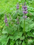 Phlomoides oreophila