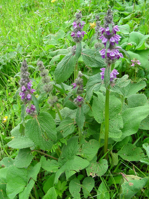 Image of Phlomoides oreophila specimen.