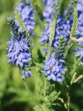 Veronica teucrium