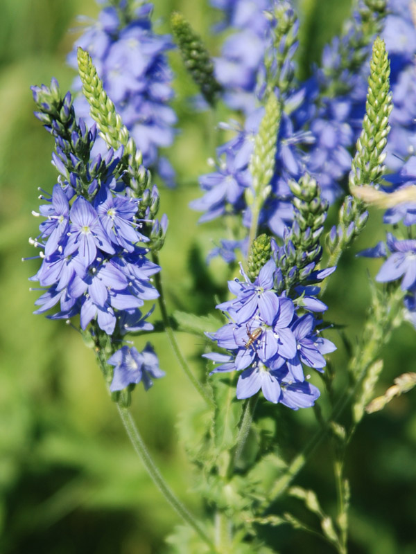 Изображение особи Veronica teucrium.