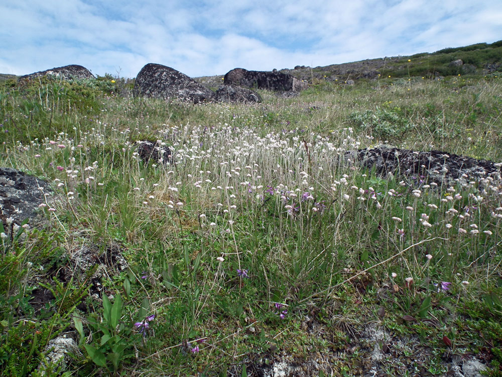 Image of Antennaria dioica specimen.