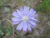 Lactuca tatarica