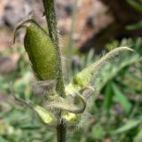 Oxytropis ivdelensis. Плод (боб). Свердловская обл., окр. г. Североуральск, правый берег канал Дублёр в р-не известнякового карьера. 24.06.2011.