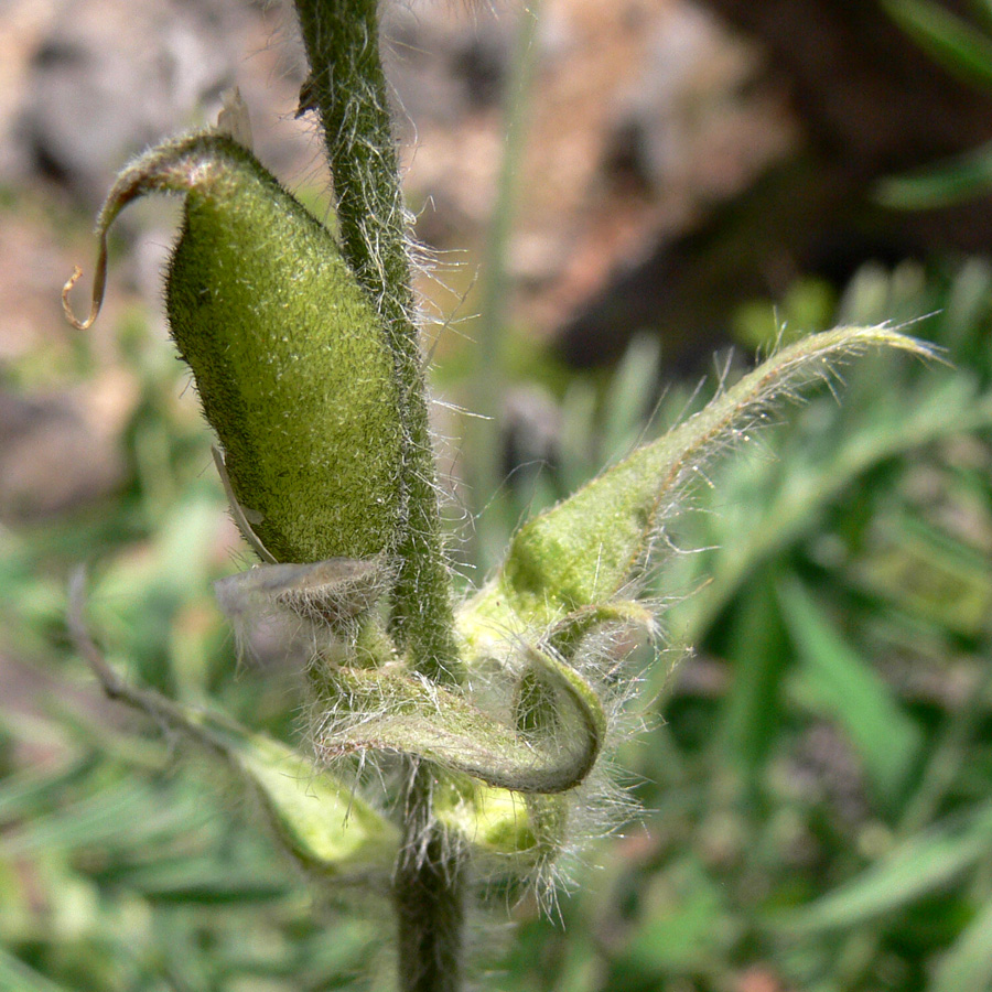 Изображение особи Oxytropis ivdelensis.