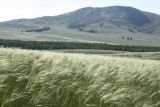 Stipa capillata