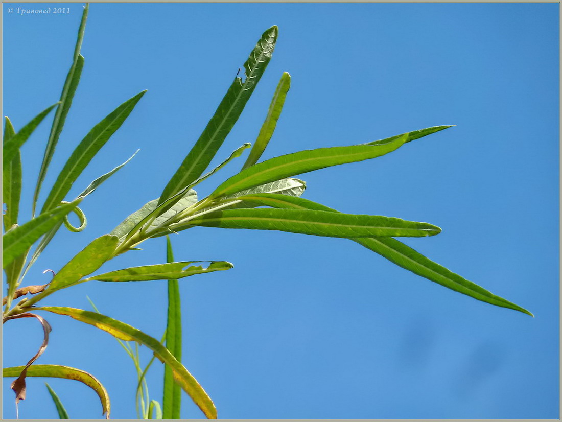 Image of Salix &times; boulayi specimen.